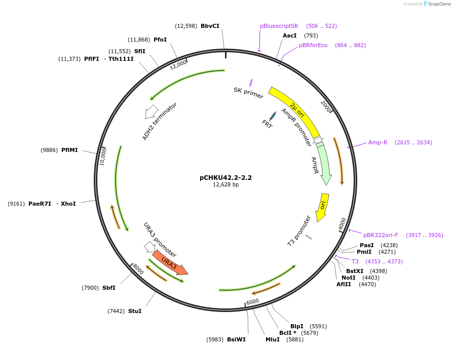110673-plasmid-map-sequence-id-297990