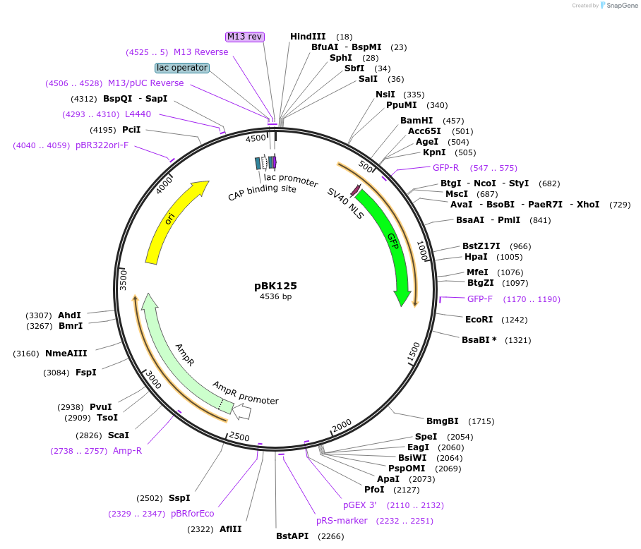 1688-plasmid-map-sequence-id-298