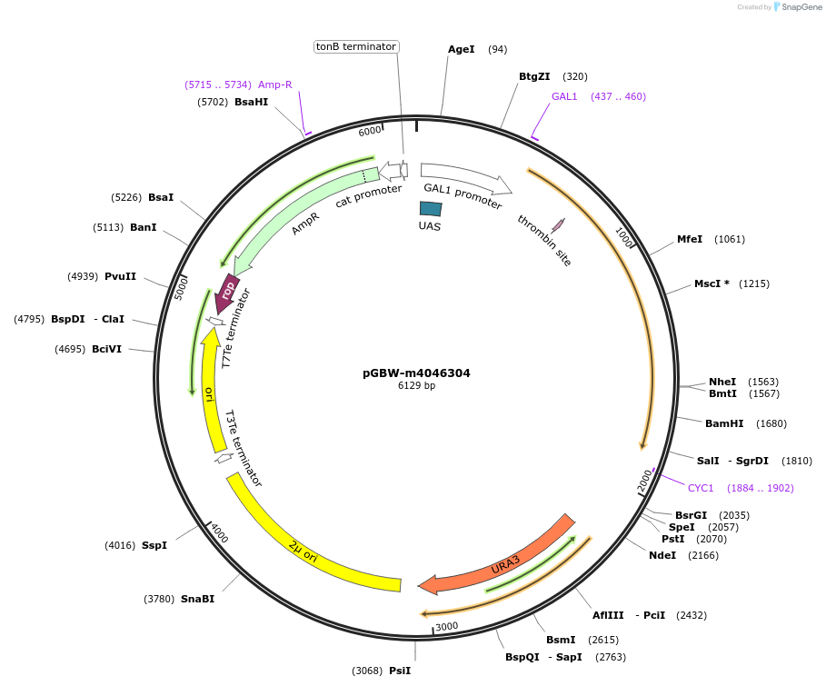 149078-plasmid-map-sequence-id-298001