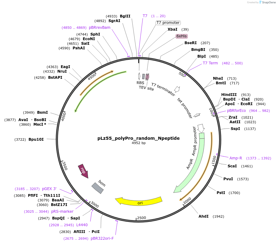 140846-plasmid-map-sequence-id-298010