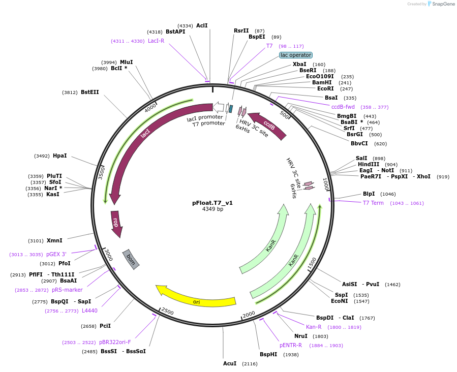 133070-plasmid-map-sequence-id-298068
