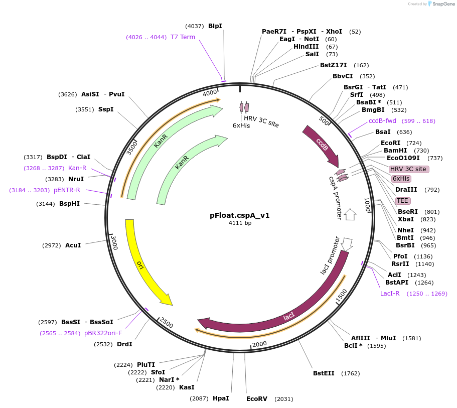 133071-plasmid-map-sequence-id-298070