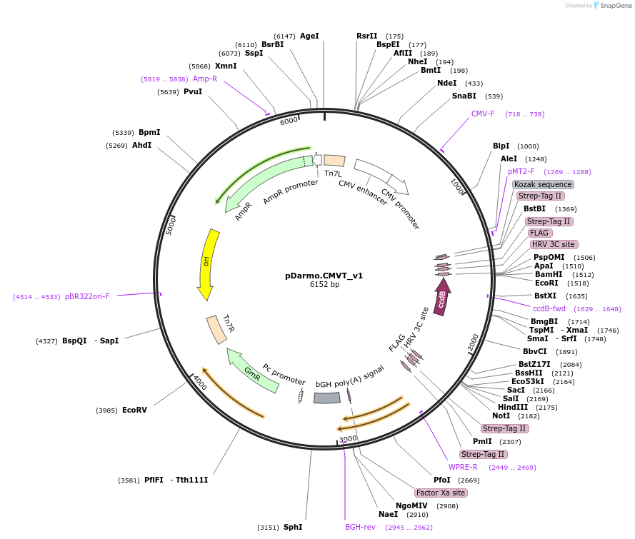 133072-plasmid-map-sequence-id-298087