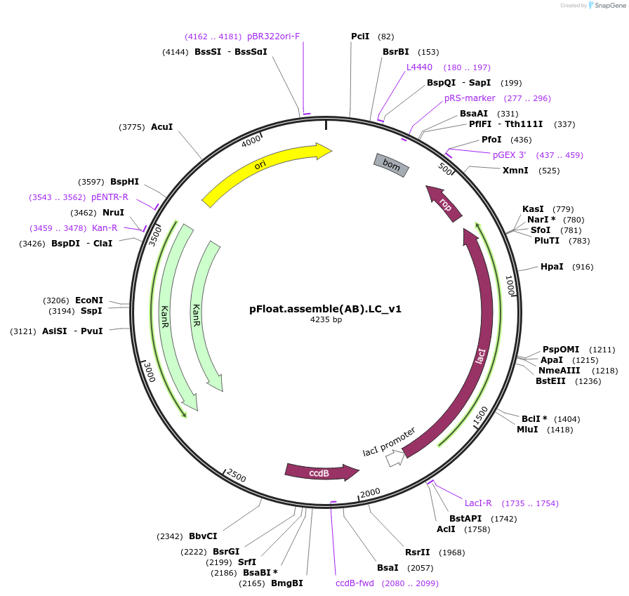 133083-plasmid-map-sequence-id-298088