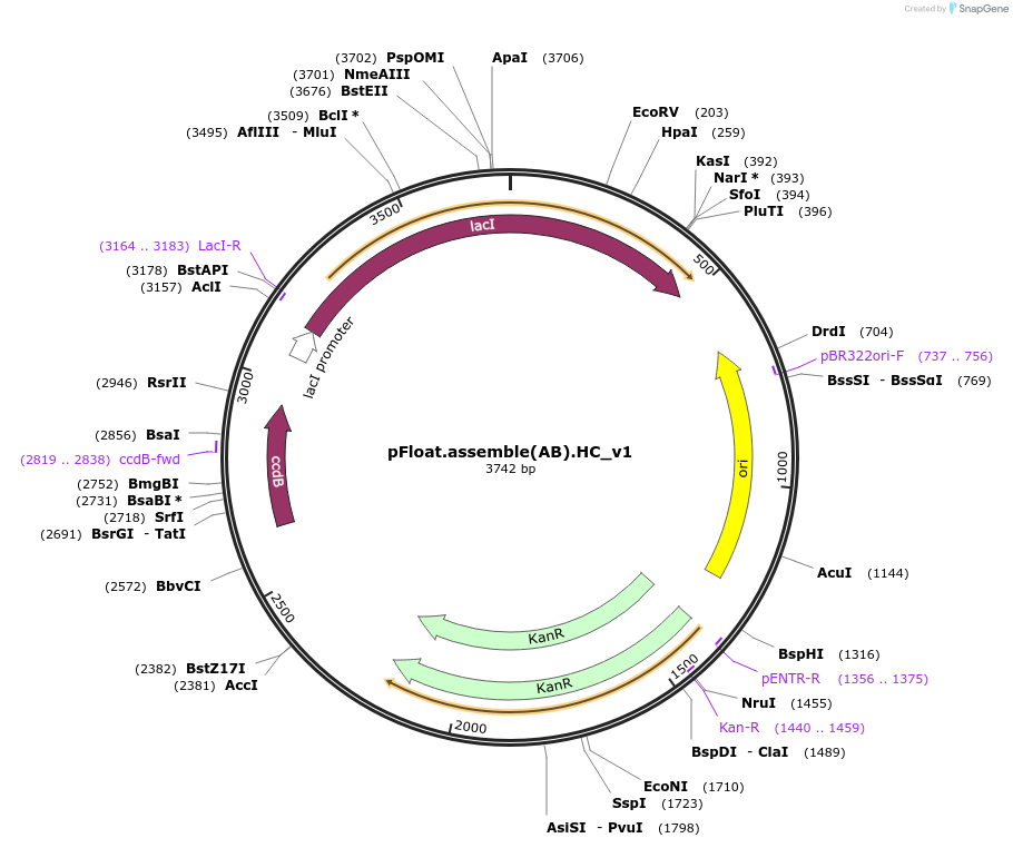 133084-plasmid-map-sequence-id-298093