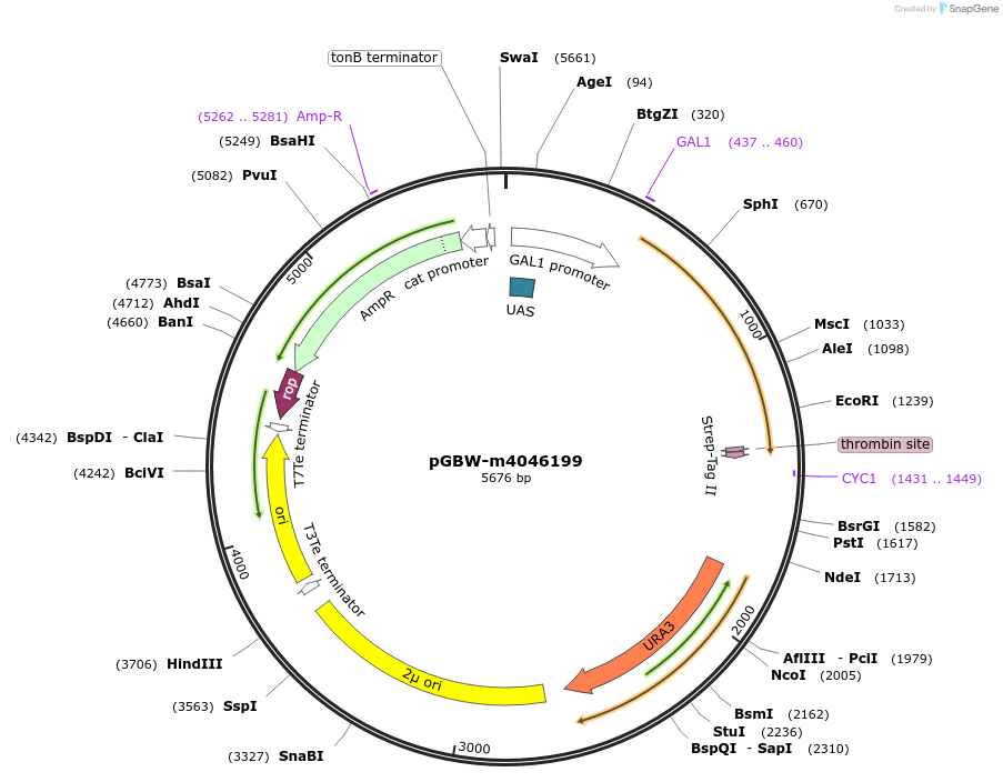 149099-plasmid-map-sequence-id-298107