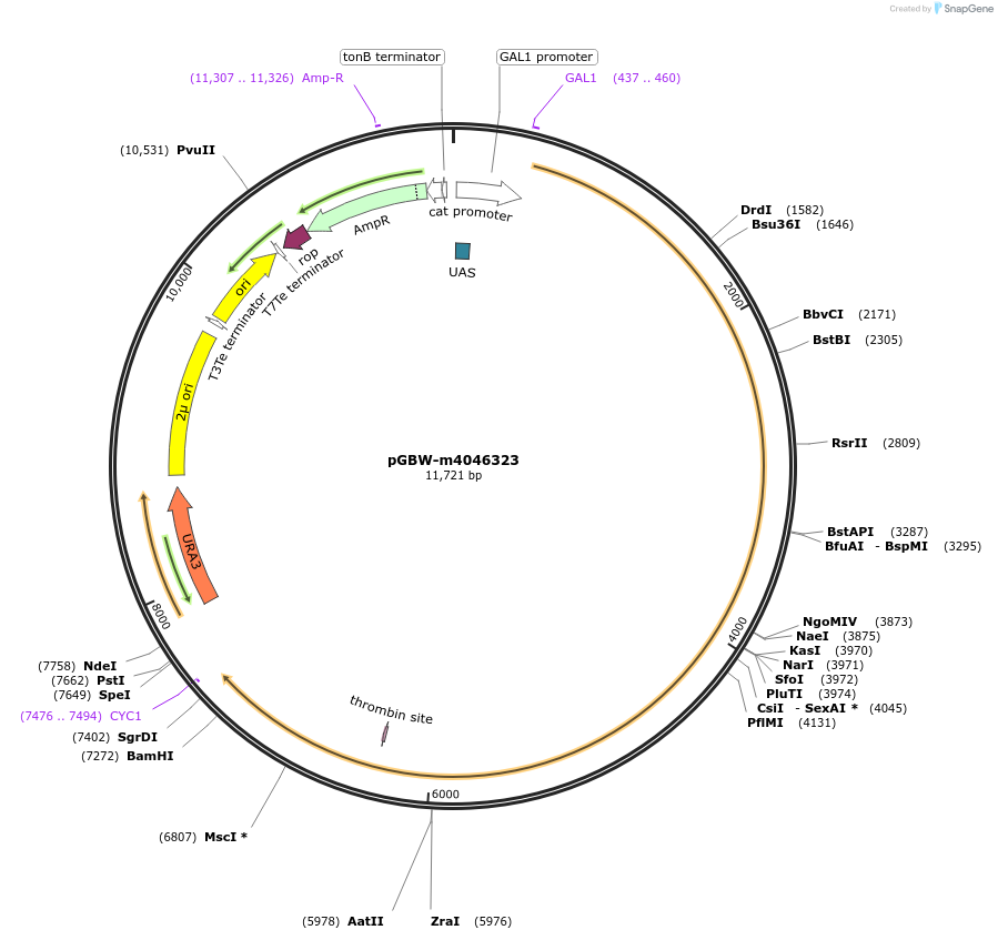 149100-plasmid-map-sequence-id-298109