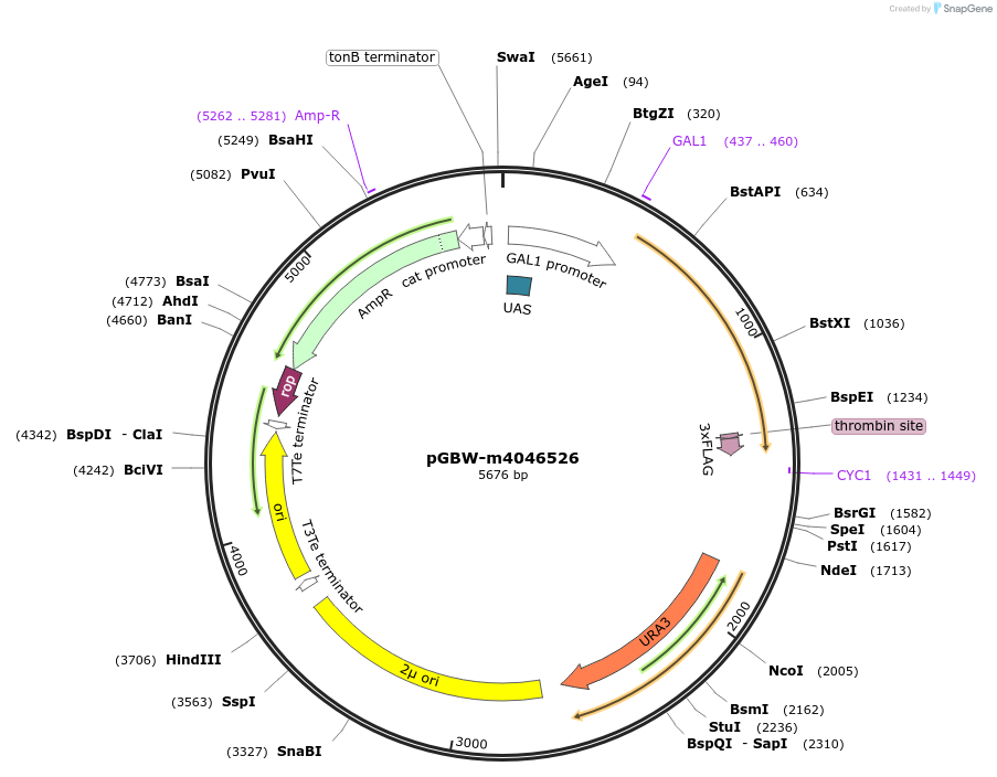 149101-plasmid-map-sequence-id-298110