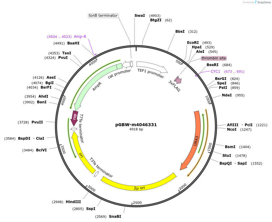 149109-plasmid-map-sequence-id-298128
