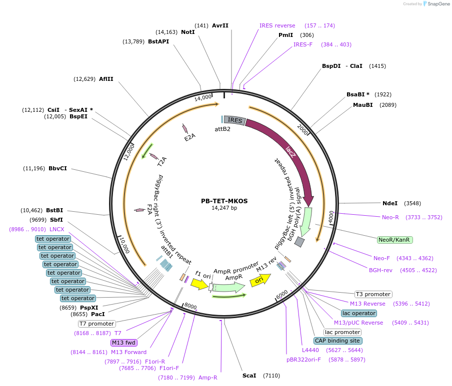 20959-plasmid-map-sequence-id-298144