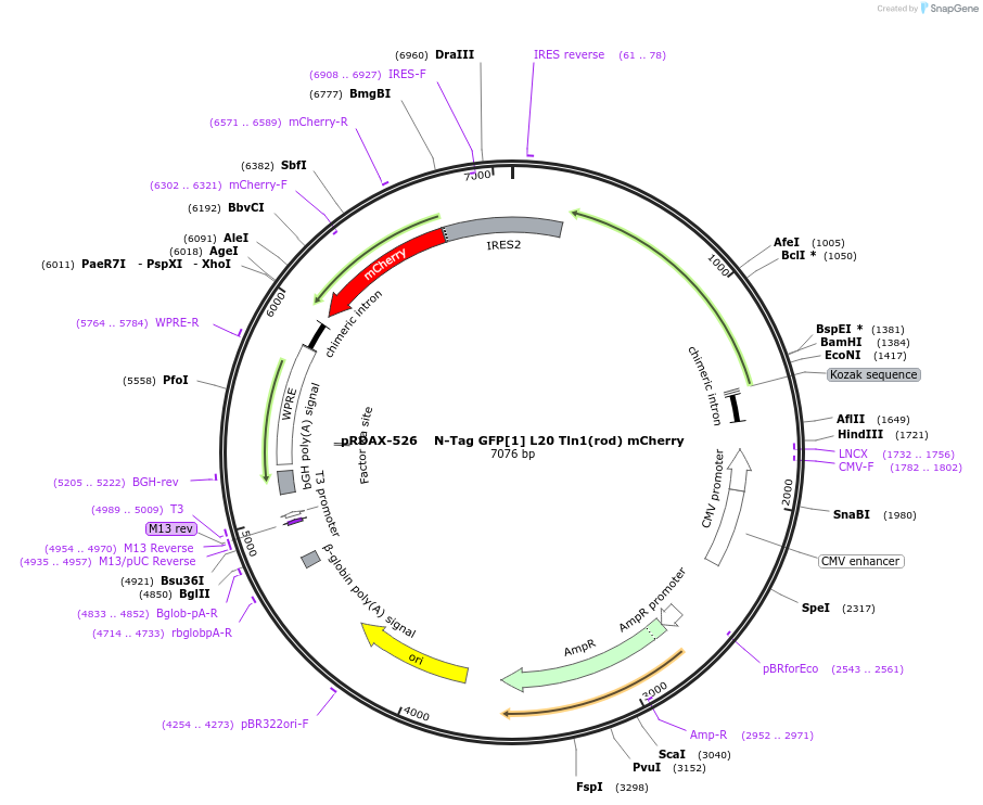 130053-plasmid-map-sequence-id-298149