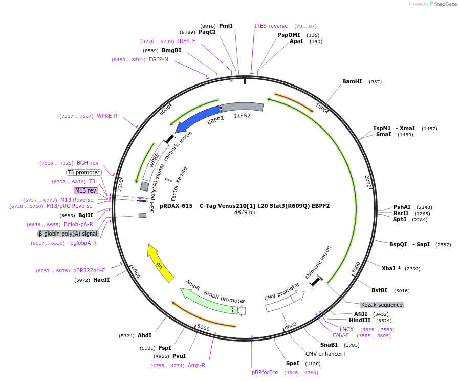 130090-plasmid-map-sequence-id-298154