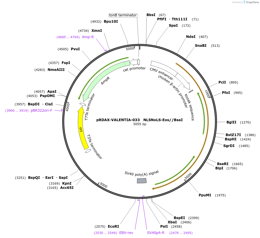130214-plasmid-map-sequence-id-298155
