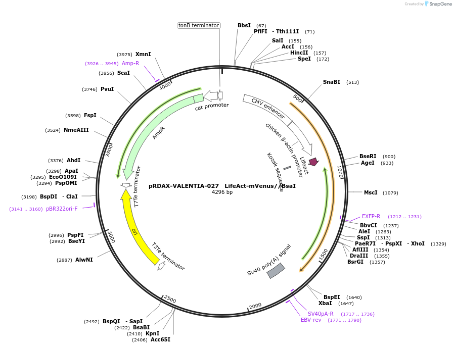 130208-plasmid-map-sequence-id-298156