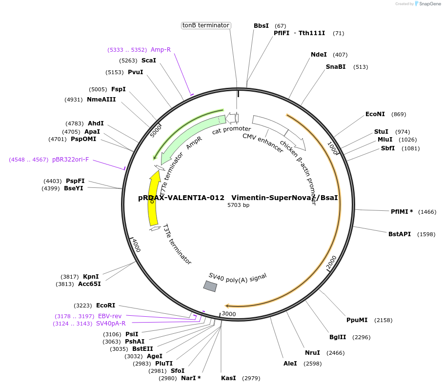 130193-plasmid-map-sequence-id-298159