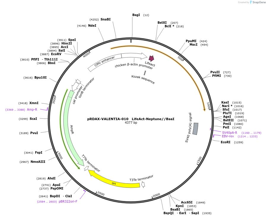 130191-plasmid-map-sequence-id-298160