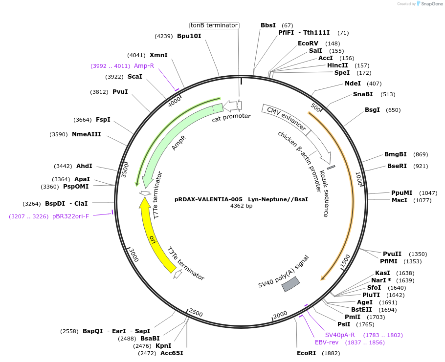 130186-plasmid-map-sequence-id-298161