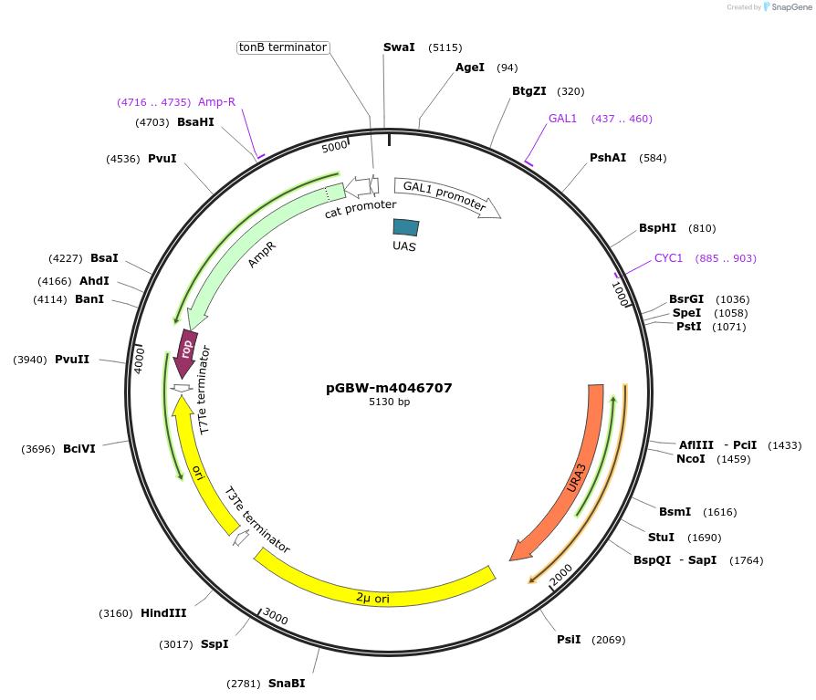 149225-plasmid-map-sequence-id-298226