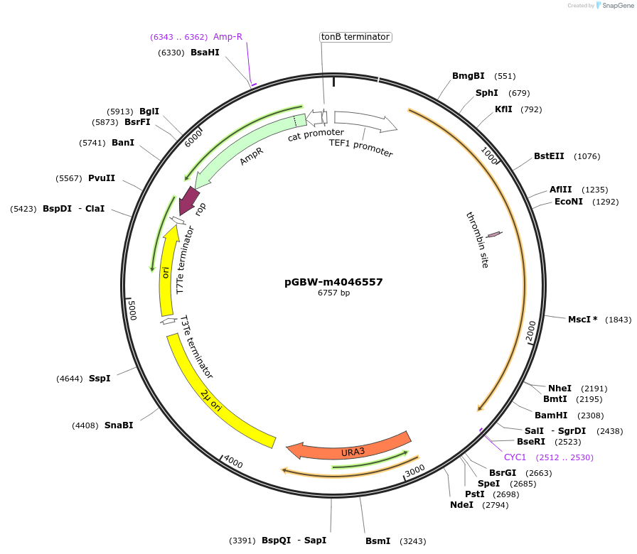 149131-plasmid-map-sequence-id-298228