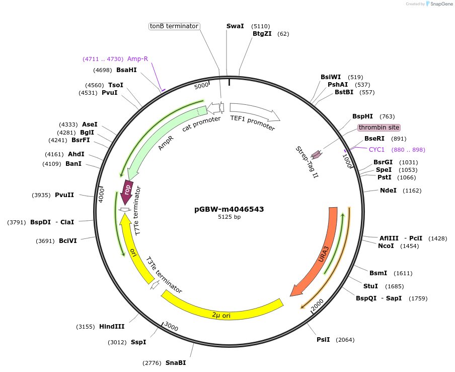 149134-plasmid-map-sequence-id-298233
