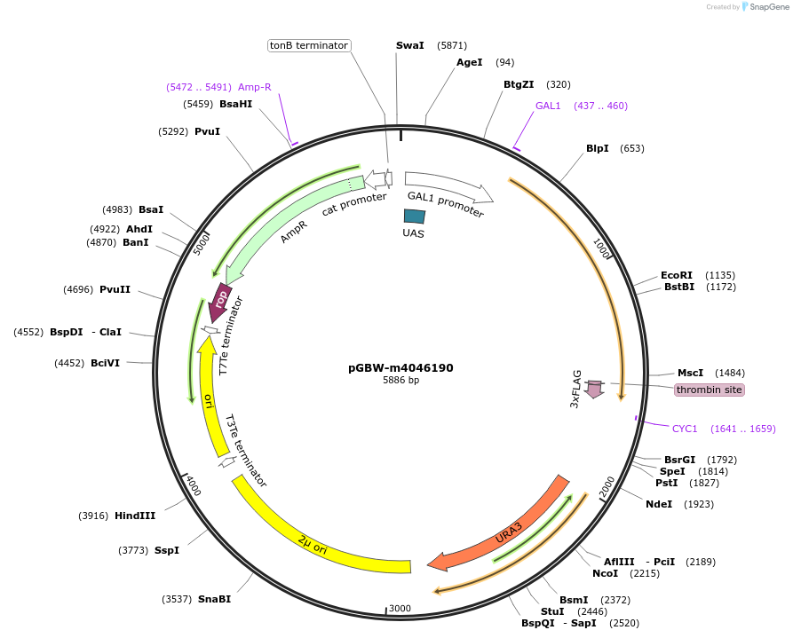 149138-plasmid-map-sequence-id-298237