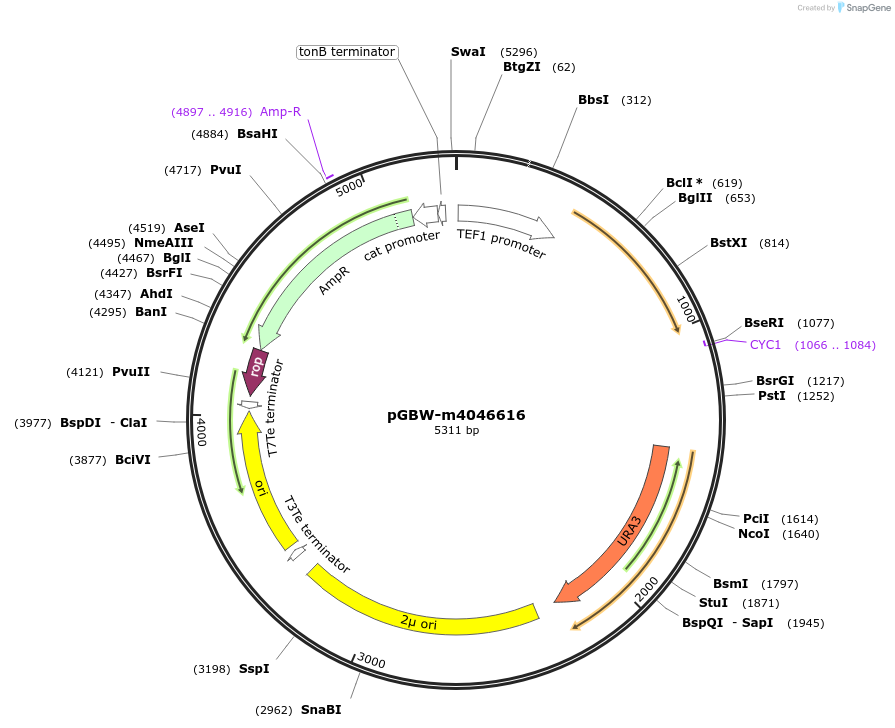 149156-plasmid-map-sequence-id-298252