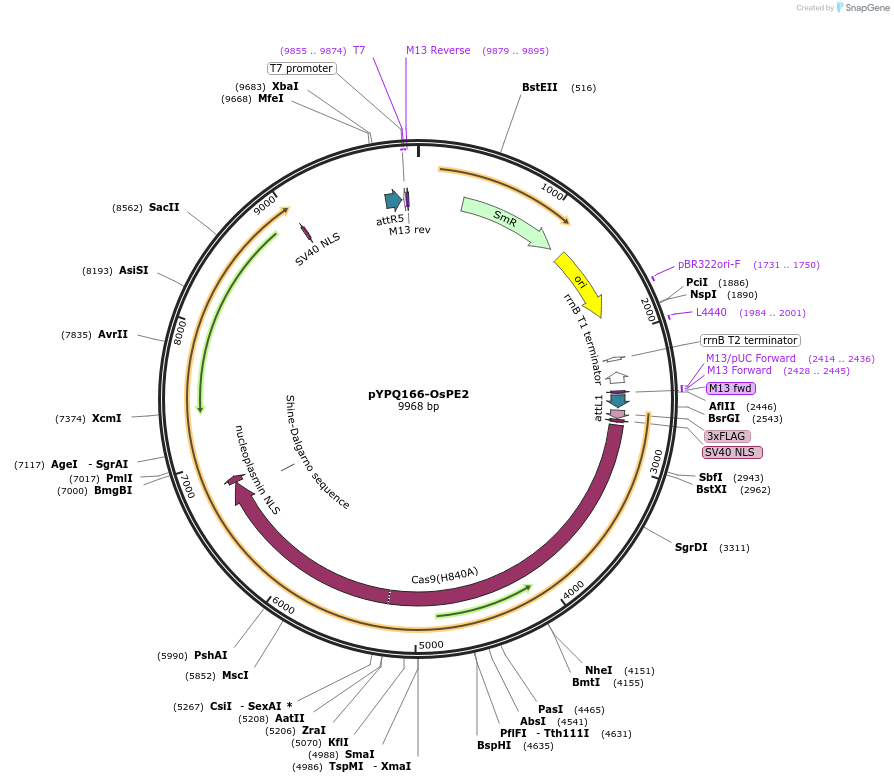 141080-plasmid-map-sequence-id-298266