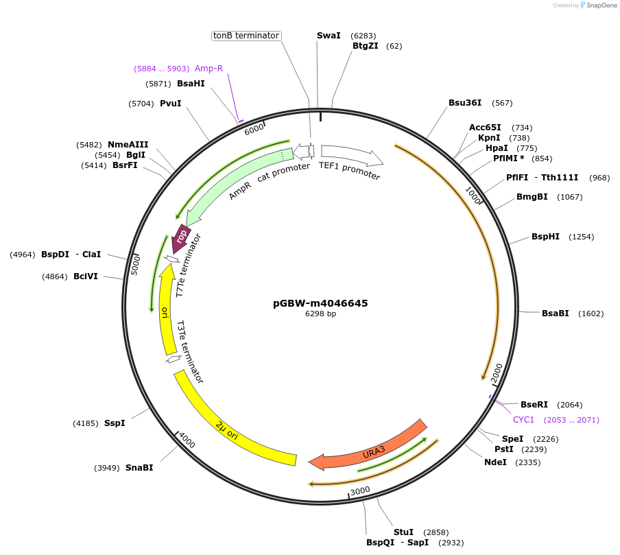 149174-plasmid-map-sequence-id-298297