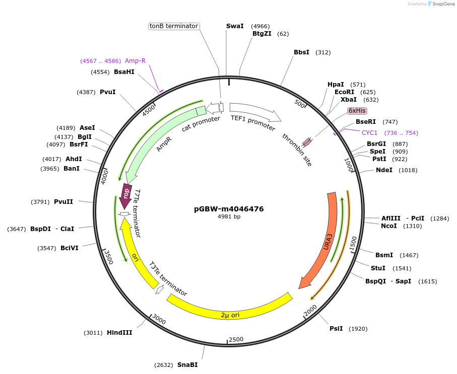 145512-plasmid-map-sequence-id-298324
