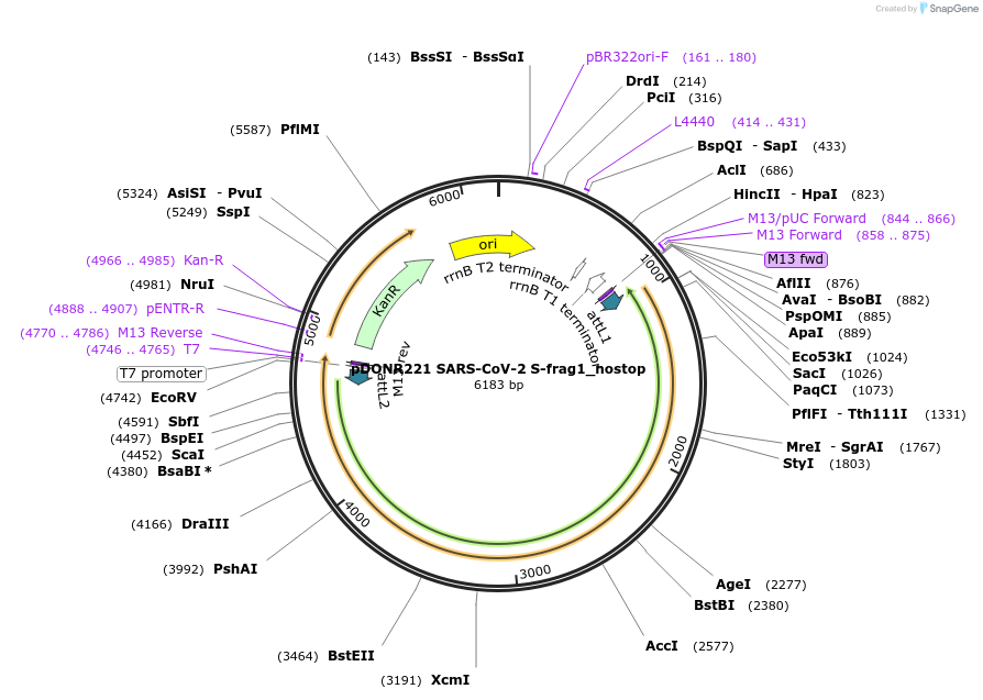 153173-plasmid-map-sequence-id-298332
