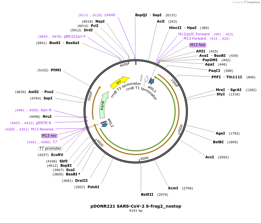 153174-plasmid-map-sequence-id-298337