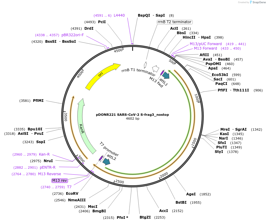 153175-plasmid-map-sequence-id-298338