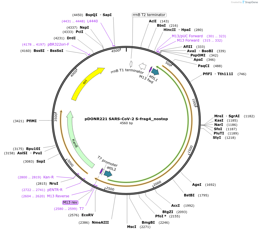 153176-plasmid-map-sequence-id-298343