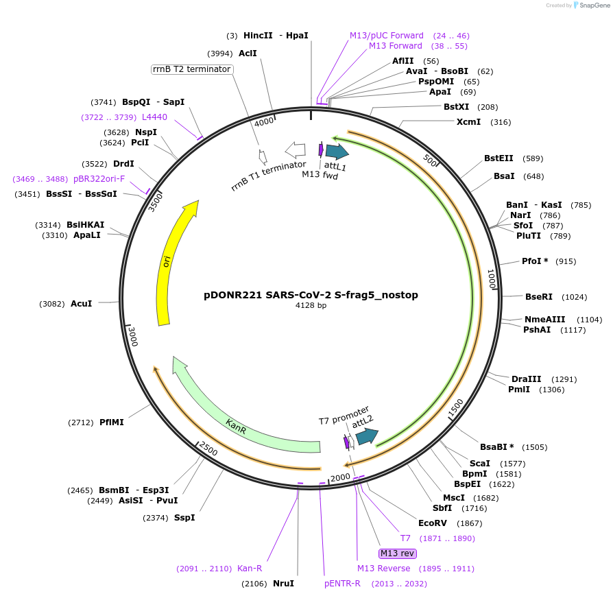 153177-plasmid-map-sequence-id-298348