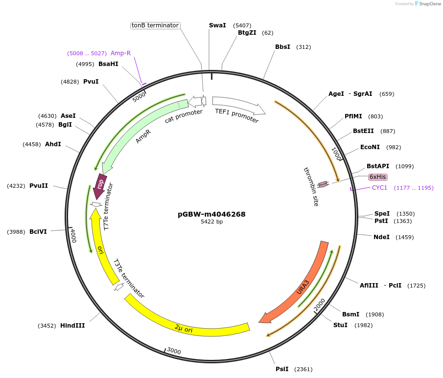 145423-plasmid-map-sequence-id-298350
