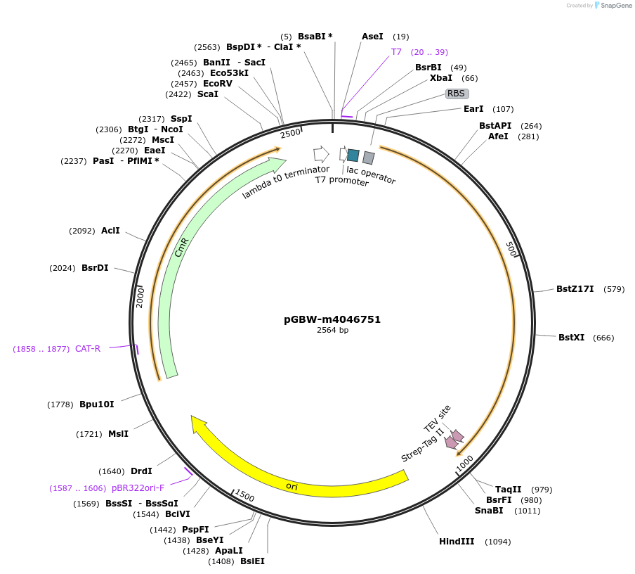 145710-plasmid-map-sequence-id-298359
