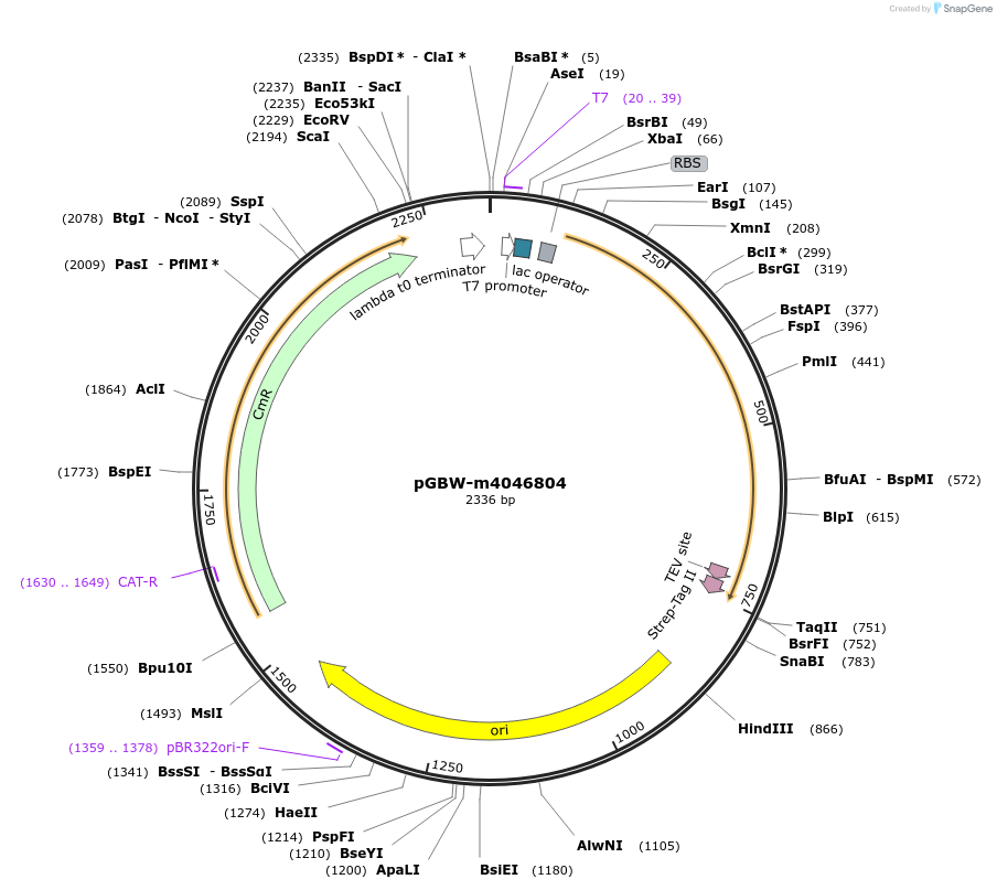 145595-plasmid-map-sequence-id-298362