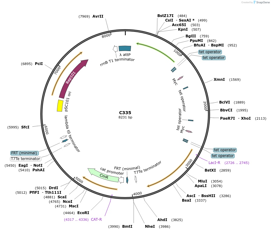 141125-plasmid-map-sequence-id-298364