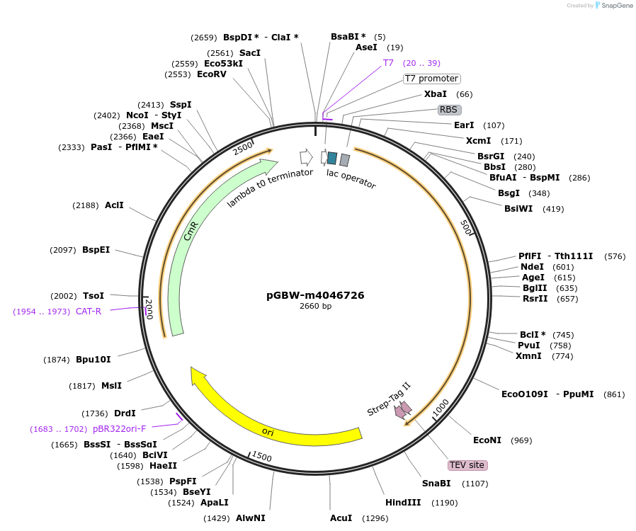 145756-plasmid-map-sequence-id-298374