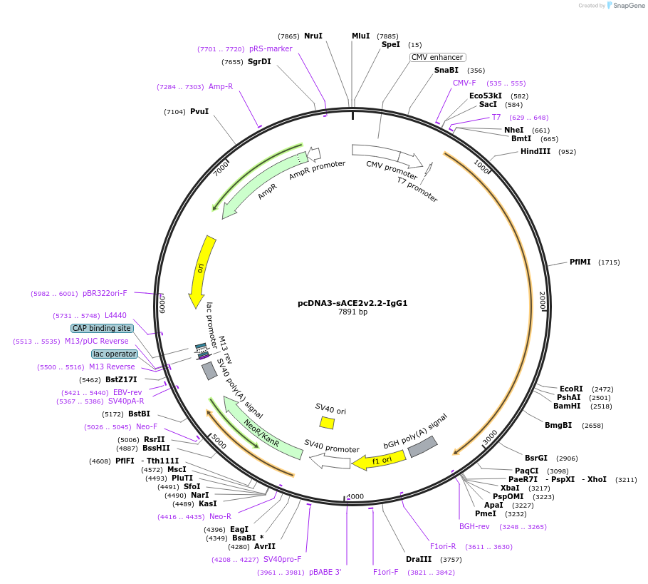 149667-plasmid-map-sequence-id-298414