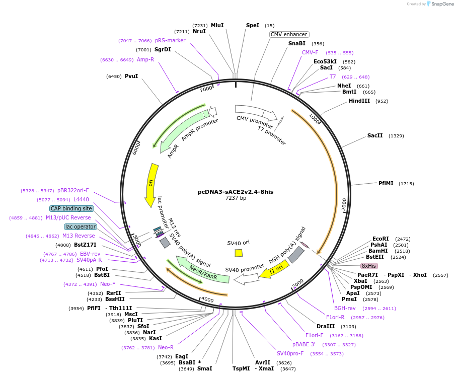 149664-plasmid-map-sequence-id-298418