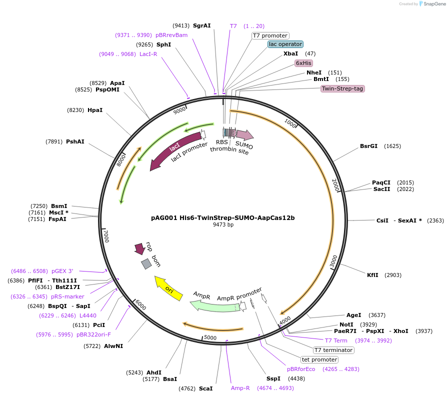 153162-plasmid-map-sequence-id-298419