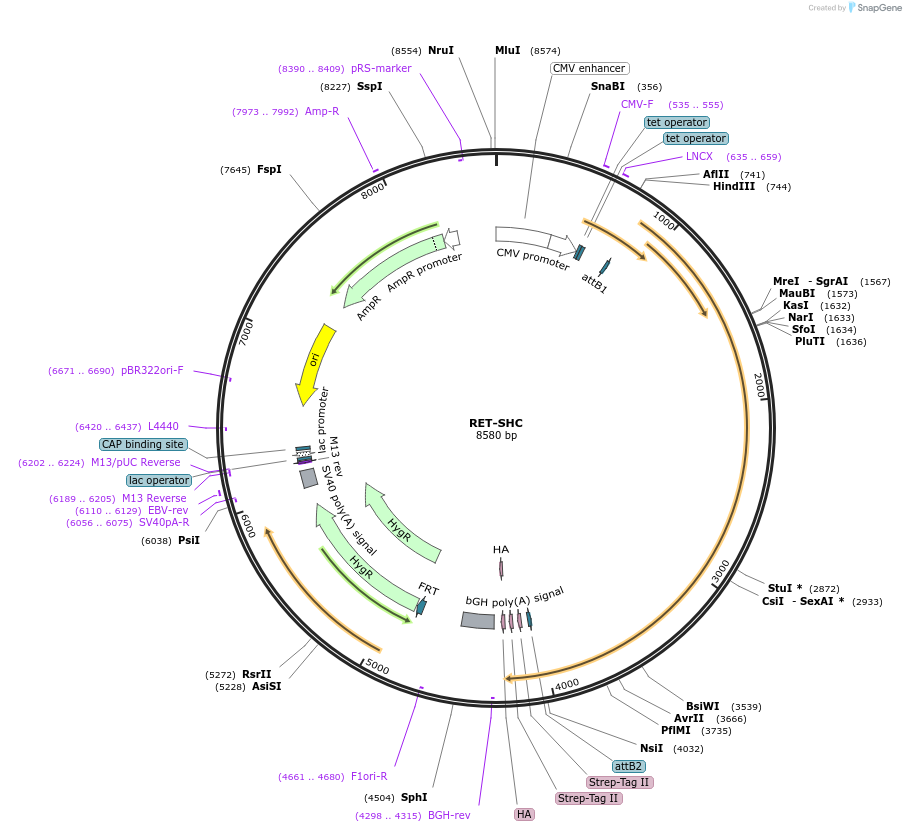 139617-plasmid-map-sequence-id-298421
