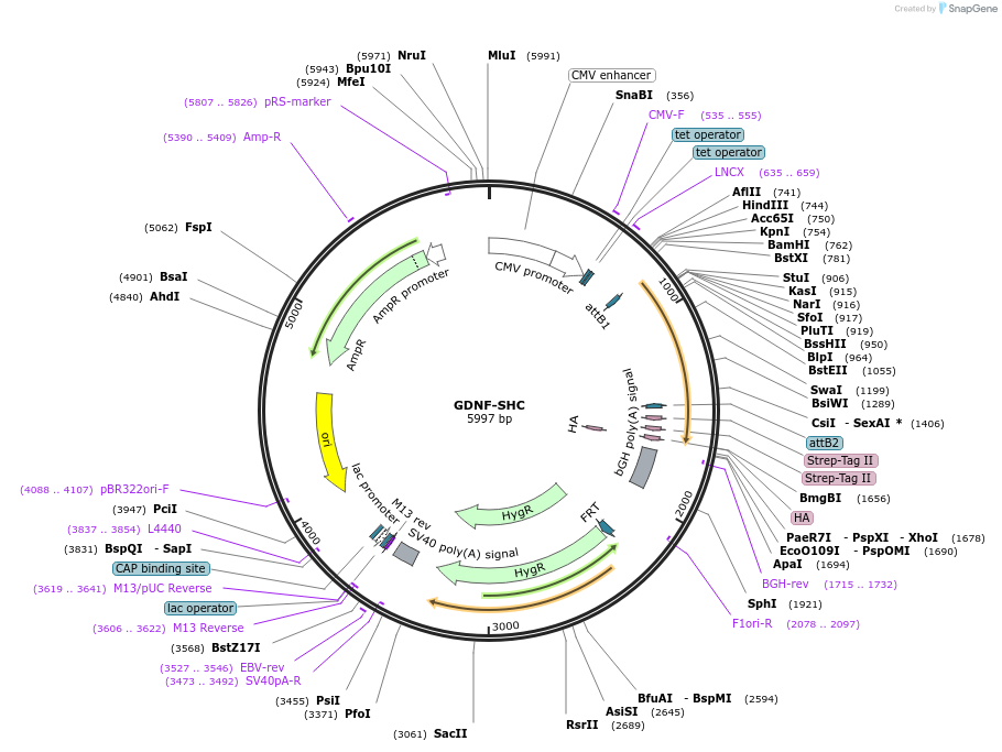 139624-plasmid-map-sequence-id-298424