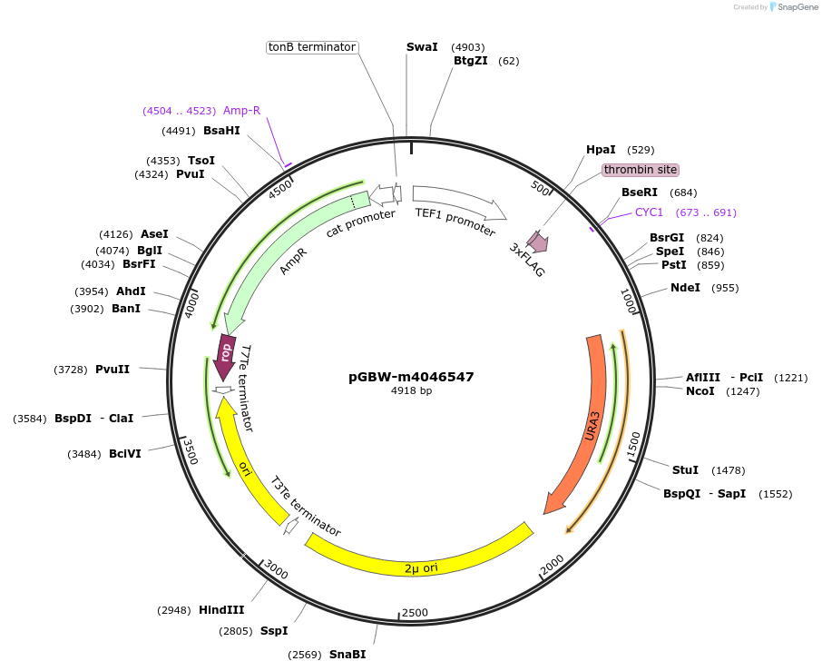 149145-plasmid-map-sequence-id-298425
