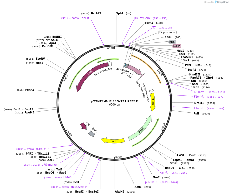 138134-plasmid-map-sequence-id-298437