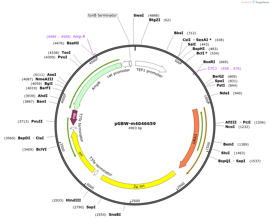 149211-plasmid-map-sequence-id-298470