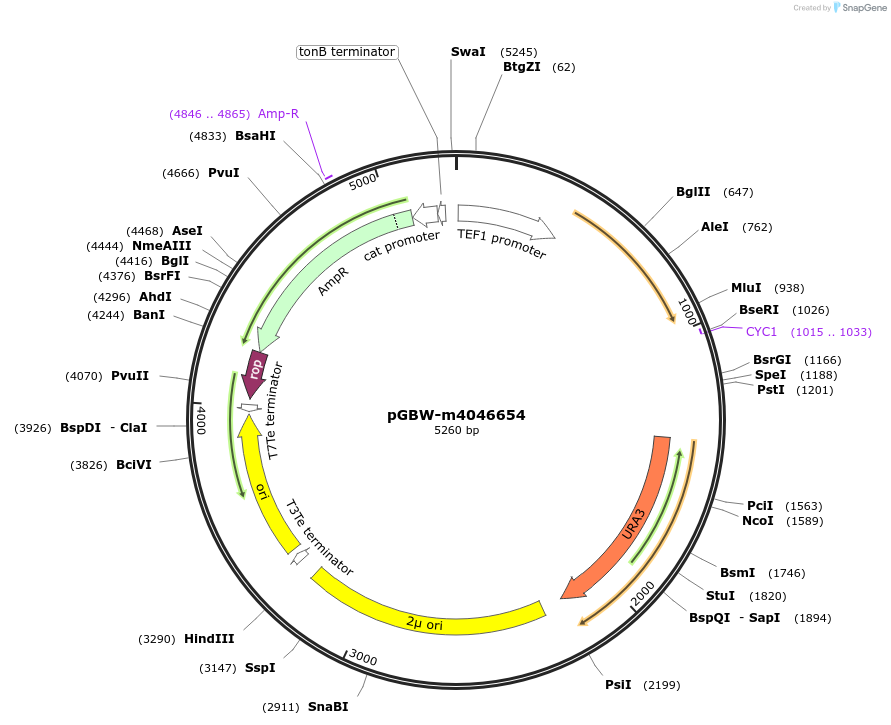 149216-plasmid-map-sequence-id-298477