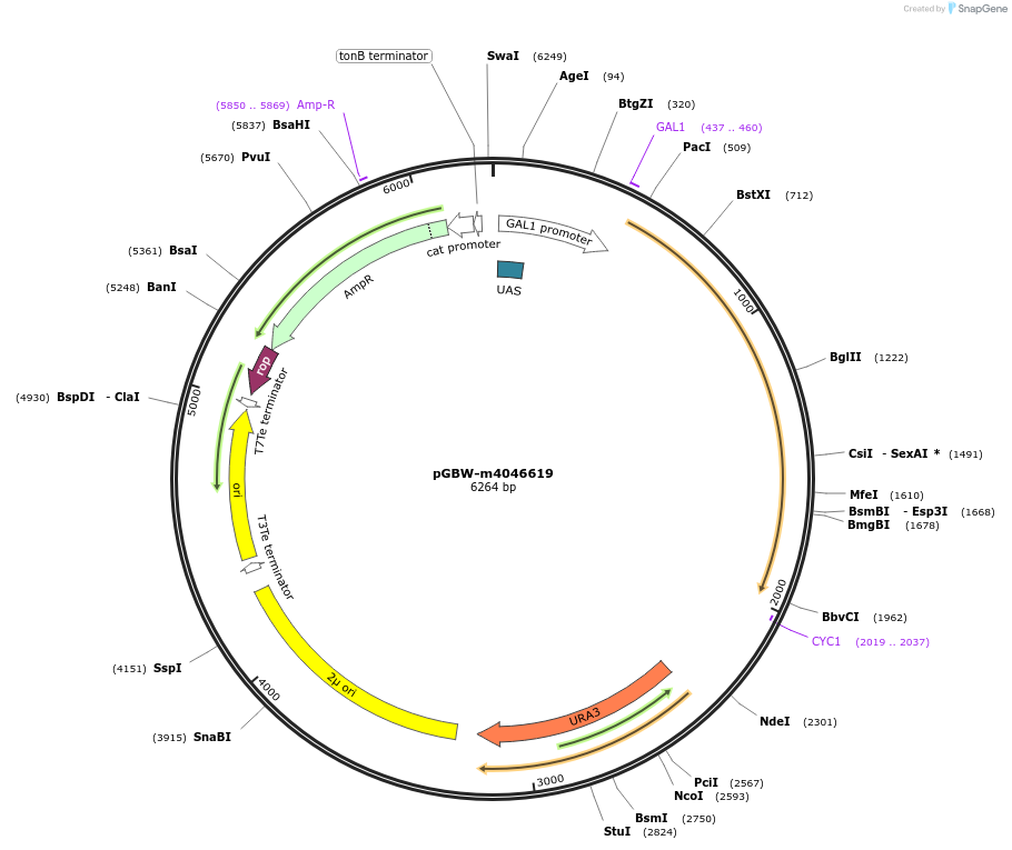 149218-plasmid-map-sequence-id-298480