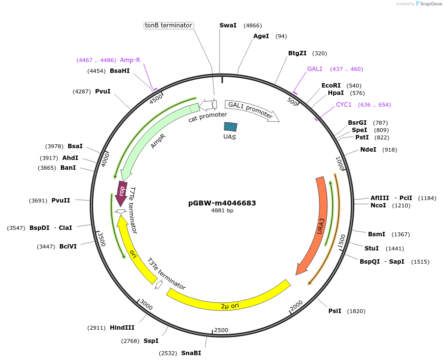 149219-plasmid-map-sequence-id-298481